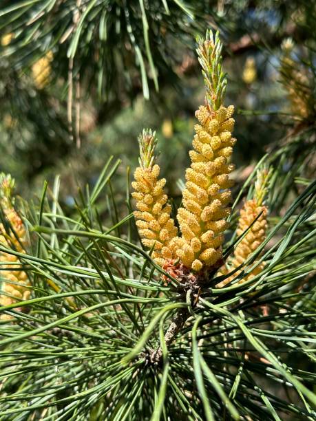 istock Spring inflorescence on a coniferous tree. Pine blossoms spreading green pollen. Young sprouts on a pine tree in spring. 2151387450
