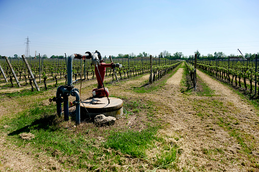 Belfiore (Vr) ,Italy, a artificial irrigation system  in a vineyard