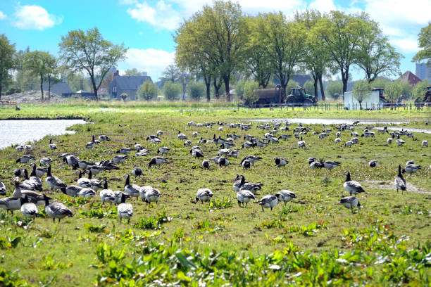 istock Springtime in Noord-Holland 2151388869