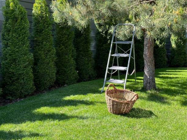 Landscaping in the garden, forming branches. Spring inflorescence on a coniferous tree. Young sprouts on a pine tree in spring.