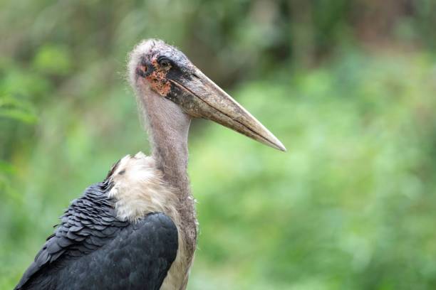 istock Marabou stork portrait 2151390115