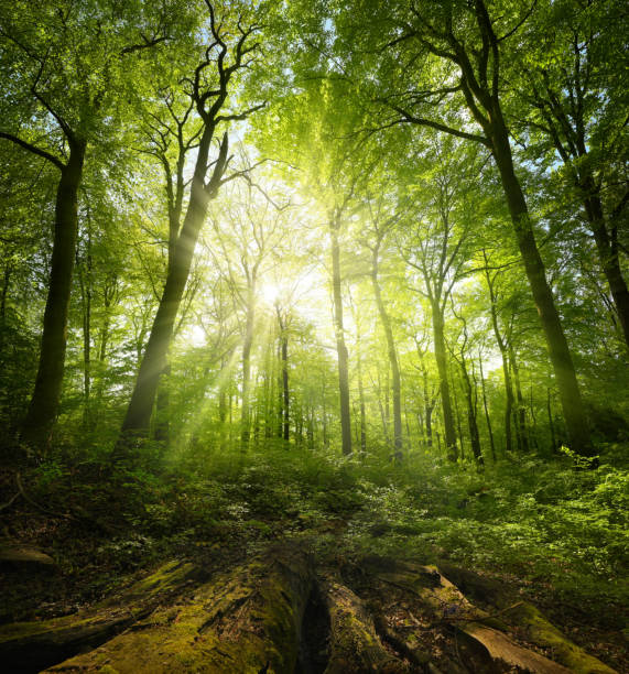 istock Painterly beech forest scenery with the luminous sun 2151393223