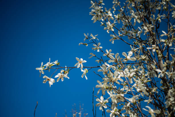 White Magnolia Sulanja the saucer magnolia or sometimes the tulip tree, is a hybrid flowering plant in the genus Magnolia and family Magnoliaceae. Magnolia branch on the blue sky background.