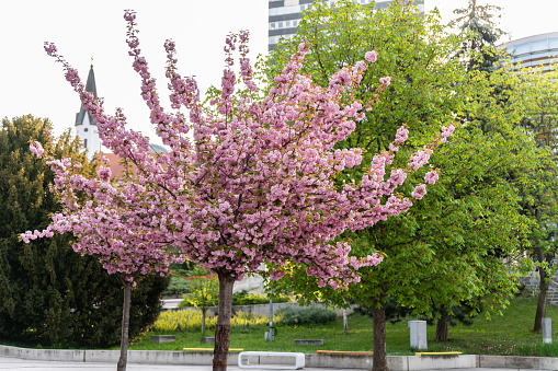 Japanese cherry (Prunus serrulata) tree in Veszprém on a sunny morning in springtime.