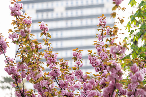 Close-up picture of a japanese cherry (Prunus serrulata) tree with a building in the background in Veszprém on a sunny morning in springtime.
