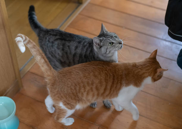 istock Two cute cats relaxing in the room 2151395075