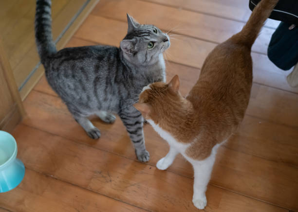 istock Two cute cats relaxing in the room 2151395080