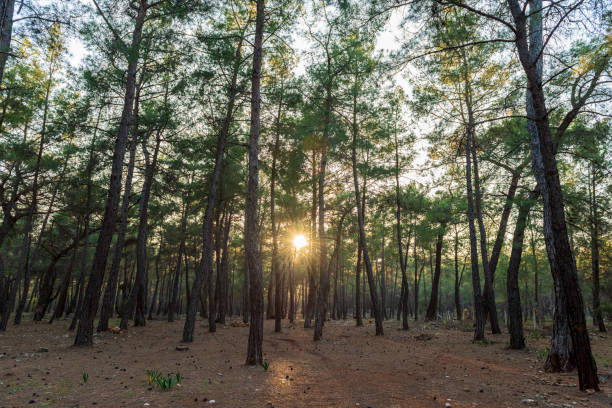 The sun filtering through the pine trees in the forest