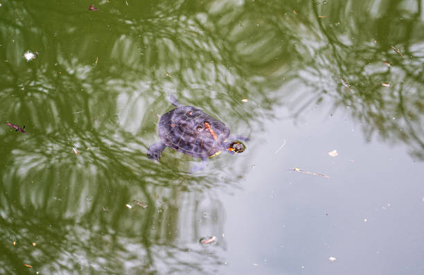istock A turtle swims in dark green water 2151398841