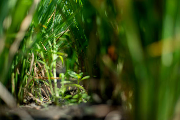 Closeup ground view of a rice field in Bali, Indonesia.