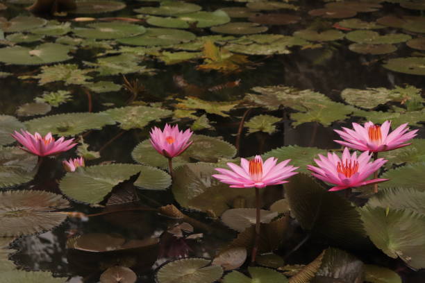 istock Beautiful pink lotus flowers at park. 2151400570