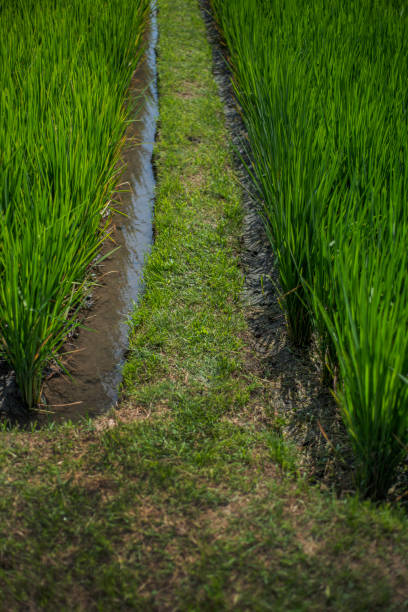 istock Closeup of a rice field 2151400600