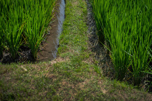 istock Closeup of a rice field 2151401360