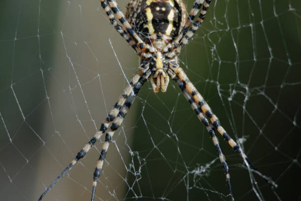 spider on the web