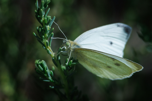 Pieris rapae butterfly perched in a bush in the El Hondo natural park. Spain