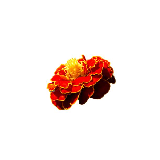 istock Isolated Marigold Bloom: Marigold bloom isolated on white; bright red and orange petals. Uses: Graphic design elements, educational posters. 2151402109