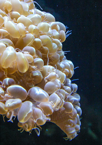 Plerogyra sinuosa - jelly-like species of the phylum Cnidaria, aquarium