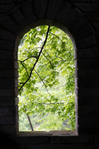istock Looking at the green maple leaf trees through the window 2151402970