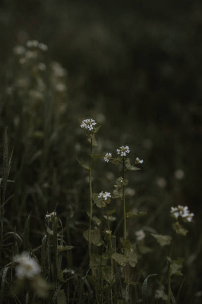 White flowers among green foliage. Moody, dark, space for text.