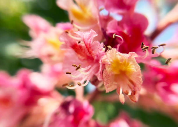 red and pink chestnut flowers close-up