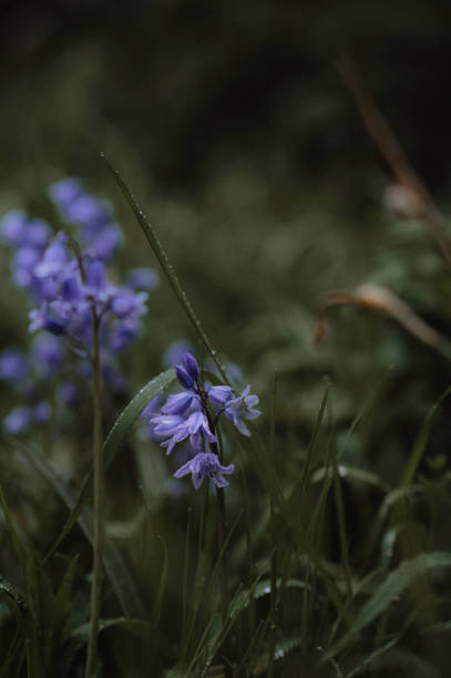 istock Bluebells. Dark green grass. Space for text. 2151407640