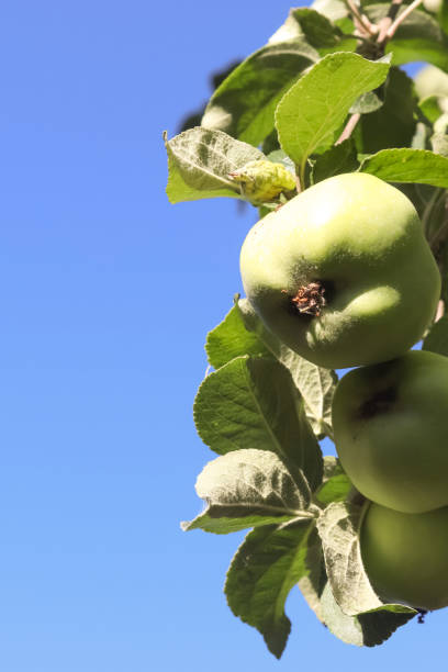 A detailed photographic depiction of fresh yellow apples, scientifically known as Malus domestica, hanging from their branches among vibrant green leaves. The scene embodies nature's bounty and the charm of fruit orchards.