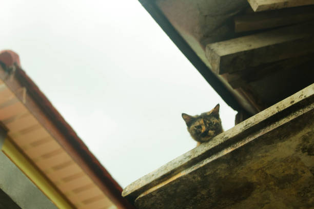A cat climbed onto the roof of the house