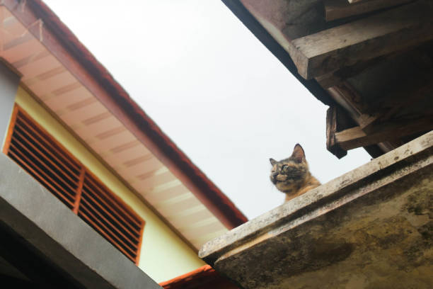 istock Adult Cat 3 2151411198
