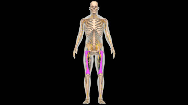 istock Human Skeleton System Femur Bone Joints Anatomy 2151411351