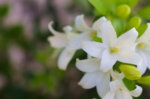 White yellow flowers that emit a fragrant smell