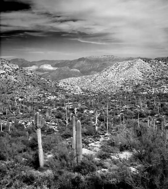 istock Film Image Sonora Desert Arizona Monochrome 2151412147