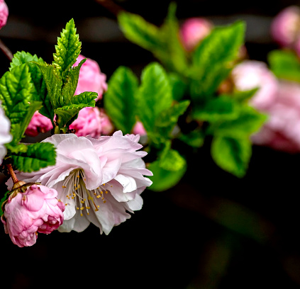 delicate pink sakura begins to bloom in the city garden, Chelyabinsk, South Urals