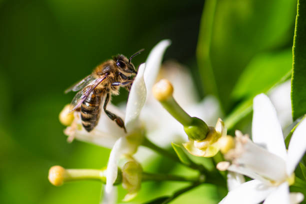 Macro photo of a bee collecting pollen from a white flower in a nature