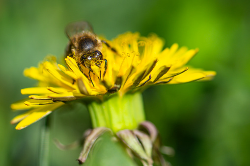 Macro photo of a bee collecting pollen from a yellow flower in a nature