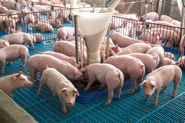 istock Pig farm Agribusiness Piglet farming 2151413849