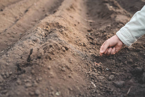 istock Farmer's hand planting seed in soil 2151414774