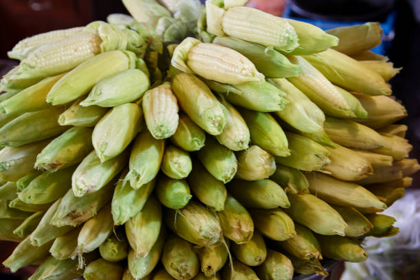 Boiled sweet corn pile at market