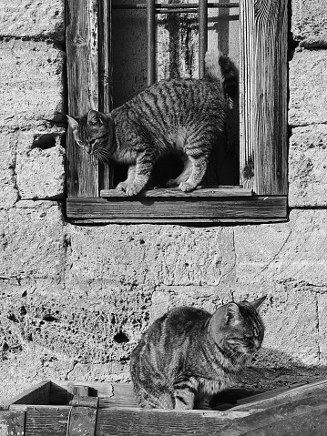 Black And White Cats On Rustic Window Frame