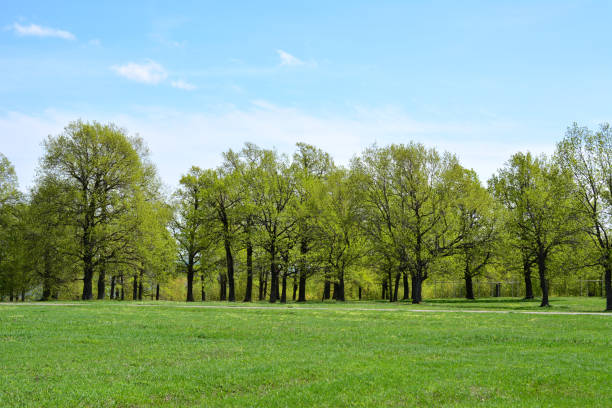 grassland with a few trees and a blue sky in the background