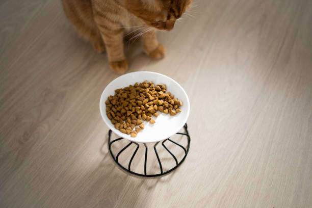 istock Bowl with cat food and ginger cat sitting next to it 2151421697