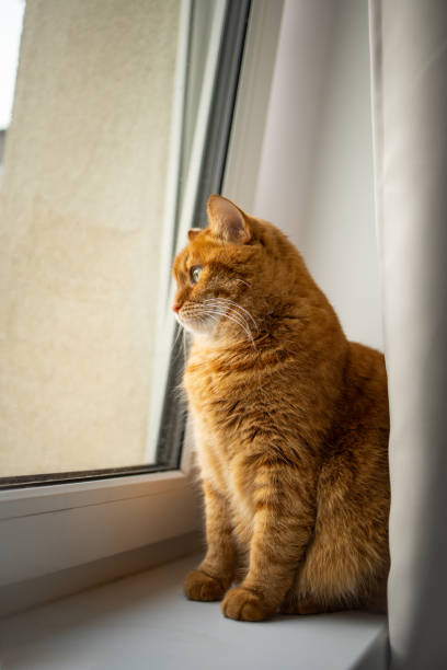 istock Sad ginger cat sitting by the window and looking attentively 2151421752