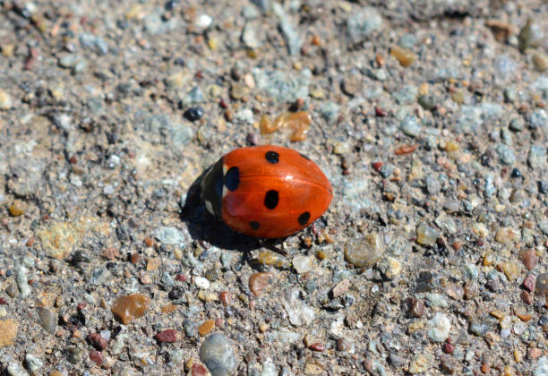A brightly coloured Ladybird on a piece of wood.