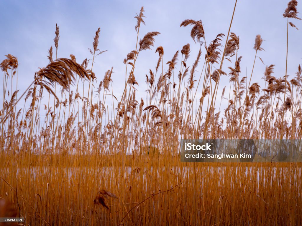 Common Reed Cape Cod Common Reed Plants In The Marshland On Cape Cod Stock Photo - Download ...
