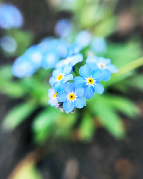 istock Blue flowers forget-me-not close up 2151432219