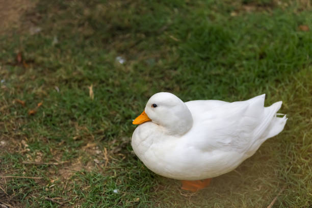 istock The white call duck(anas platyrhynchos domesticus)in the garden 2151432895