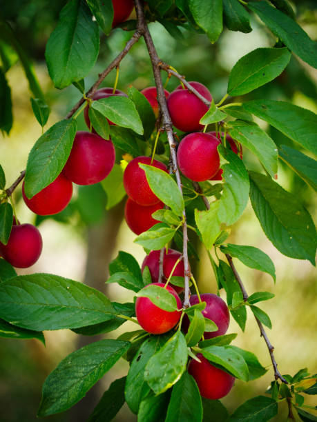 istock Brightly colored cherry plums hanging from branches amidst lush green leaves. Ideal for garden or orchard-themed visuals. 2151433109