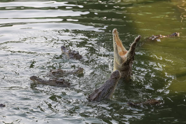 istock Close up salt crocodile is show action jump on river 2151433122