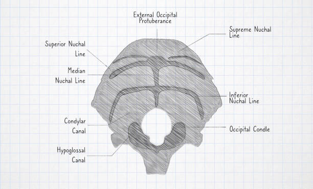Hand Drawn of Human Anatomy Occipital Bone on Chalkboard