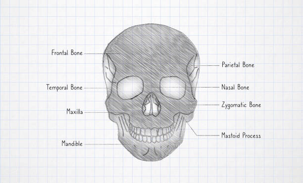 Skull with brain is a collection of sciencepics