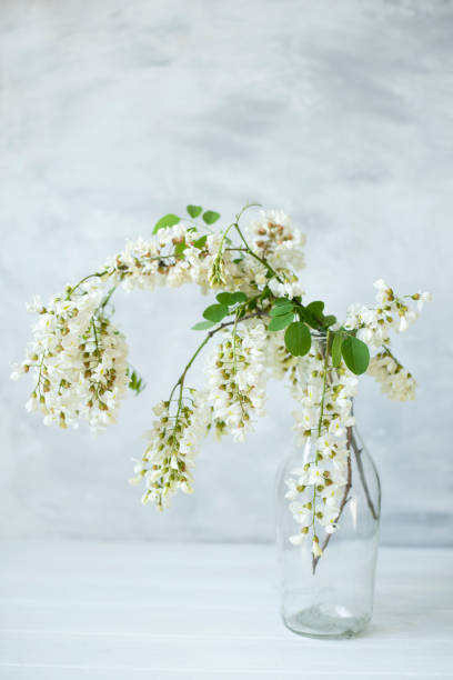 istock Blooming acacia branches with white flowers in a transparent bottle. artistic interior light photo. poster Very soft focus. 2151436739
